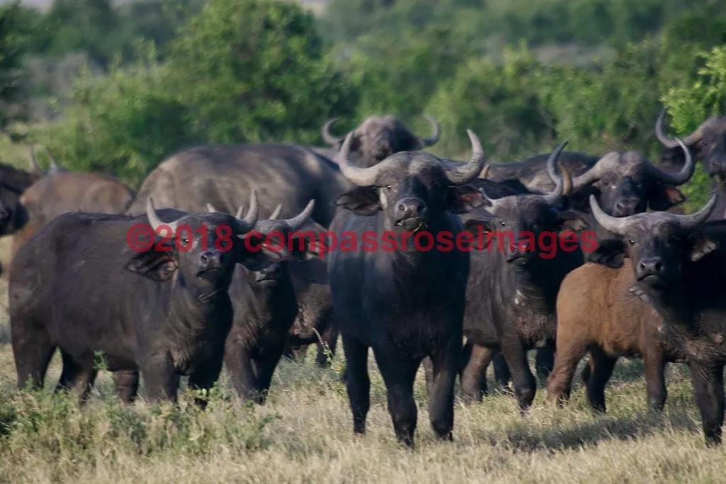 Buffalo, African 6-Canvas