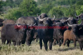 Buffalo, African 6-Canvas