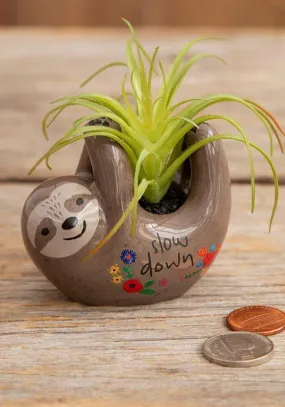 Grey Sloth Critter Succulent