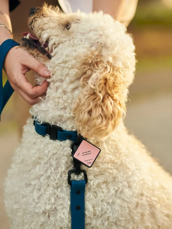 QALO TraQ Pastel Pink Silicone Dog ID Tag